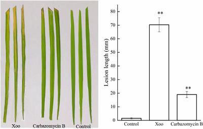 Inhibitory Effects of Carbazomycin B Produced by Streptomyces roseoverticillatus 63 Against Xanthomonas oryzae pv. oryzae